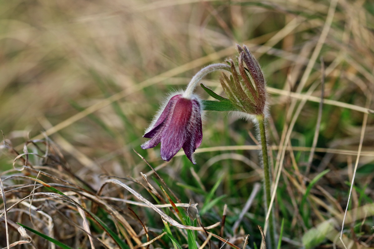 RNA-2017-03-29-00027323p_Bildgr��e �ndern