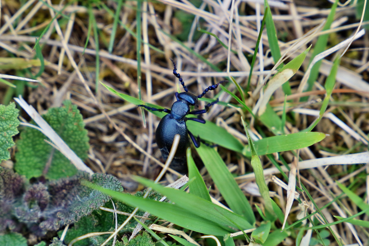 RNA-2017-03-29-00027375p_Bildgr��e �ndern