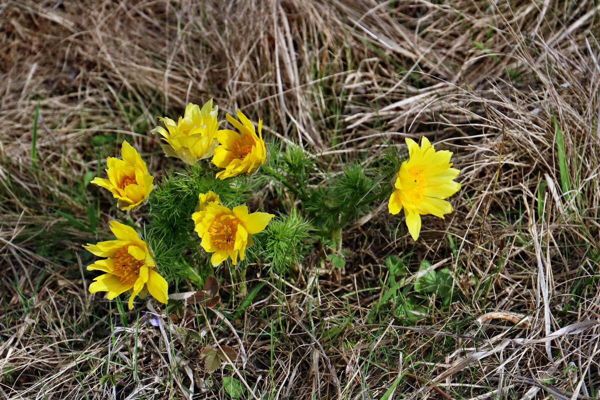 RNA-2017-03-29-00027400p_Bildgr��e �ndern