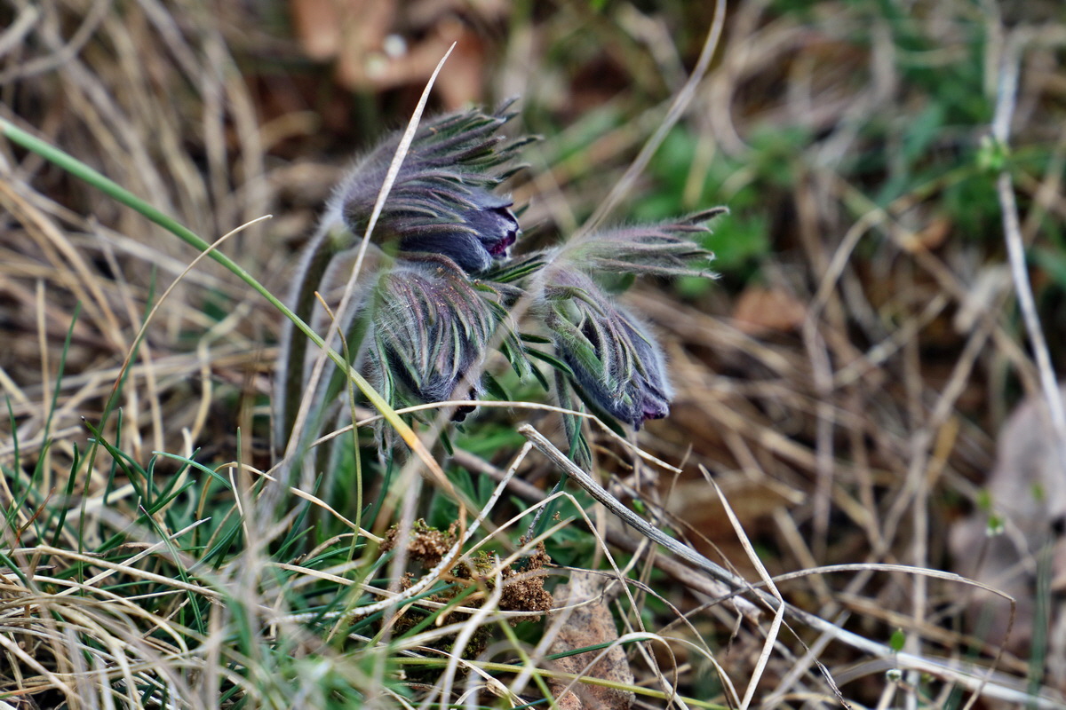 RNA-2017-03-29-00027401p_Bildgr��e �ndern