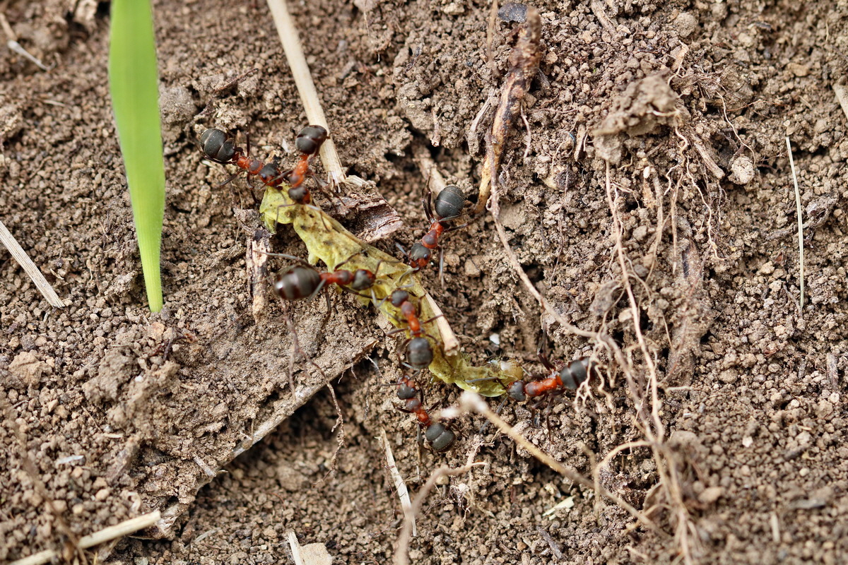 RNA-2017-03-29-00027446p_Bildgr��e �ndern