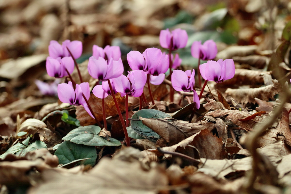 RNA-2017-03-11-00026171p_Bildgr��e �ndern