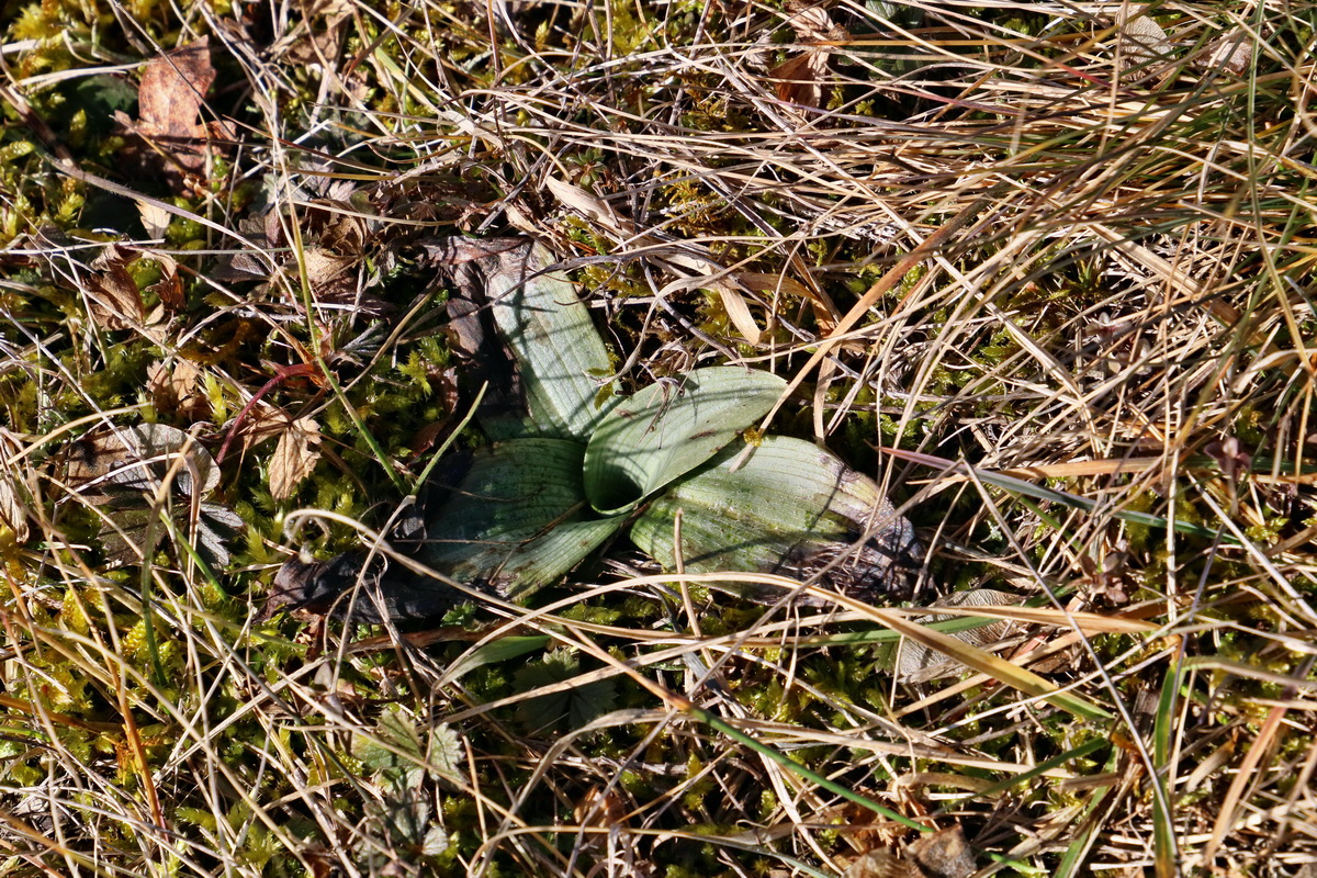 RNA-2017-02-04-00025253p_Bildgr��e �ndern