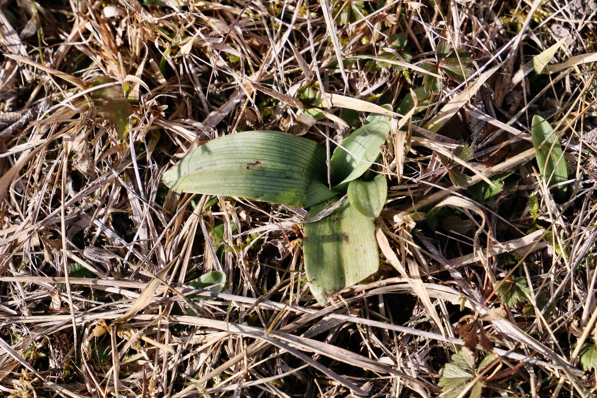 RNA-2017-02-04-00025257p_Bildgr��e �ndern