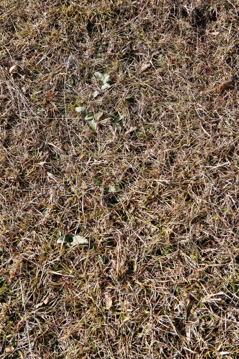 RNA-2017-02-04-00025265p_Bildgr��e �ndern