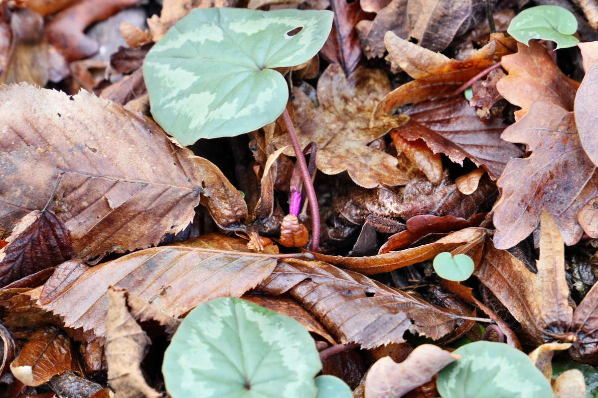 RNA-2017-02-04-00025287p_Bildgr��e �ndern