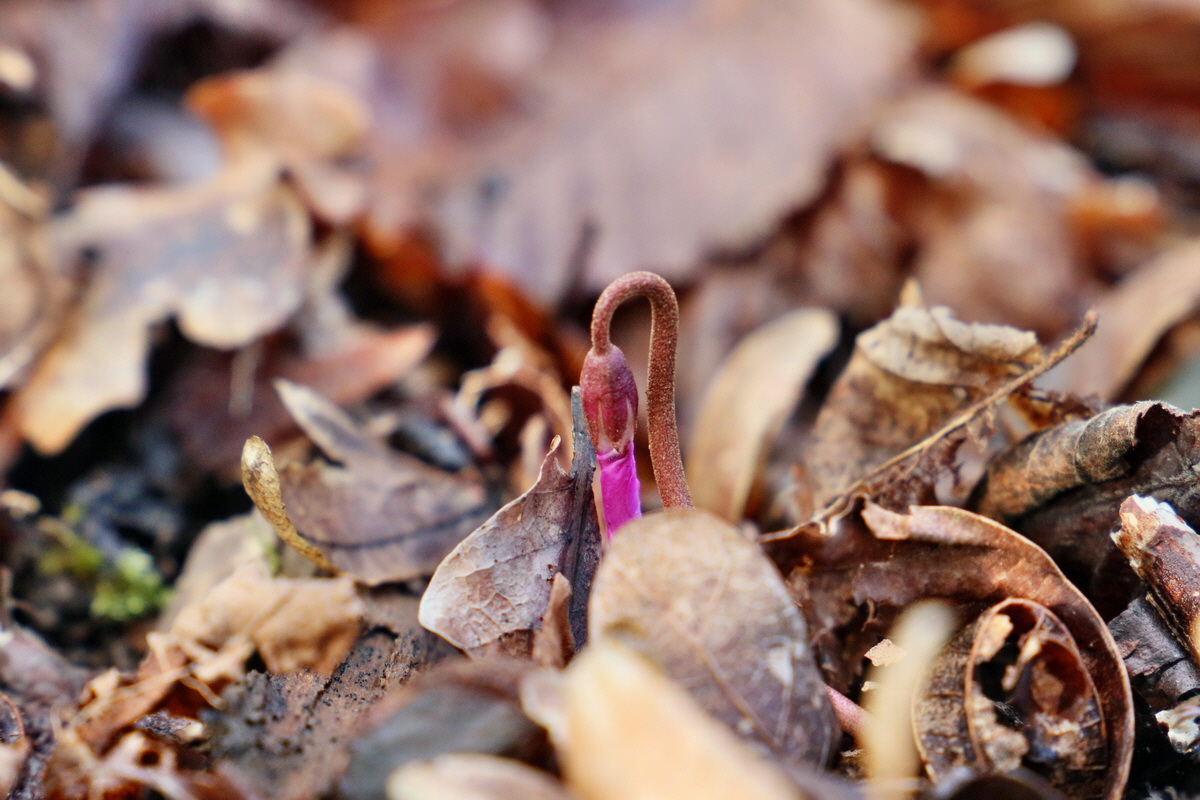 RNA-2017-02-04-00025291p_Bildgr��e �ndern