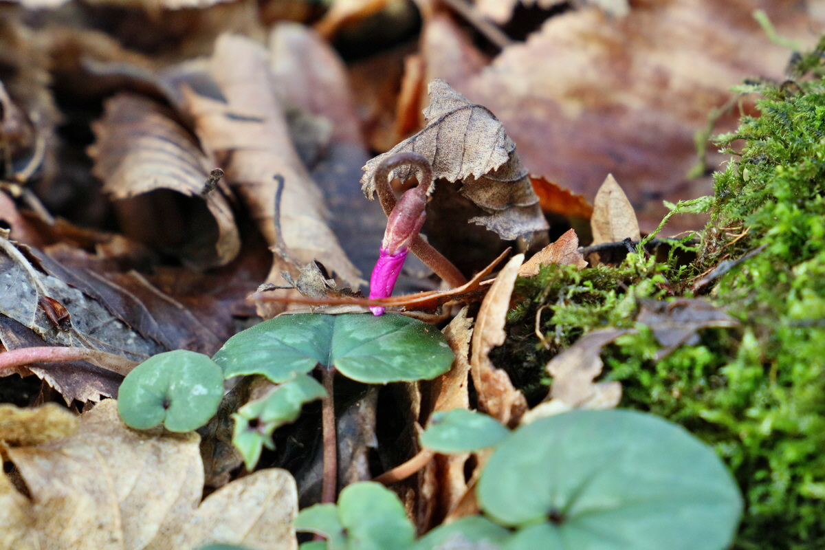 RNA-2017-02-04-00025293p_Bildgr��e �ndern