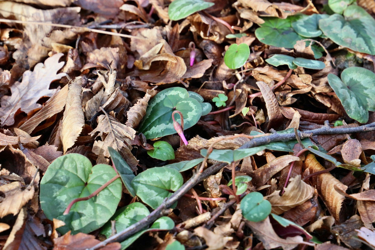 RNA-2017-02-04-00025297p_Bildgr��e �ndern