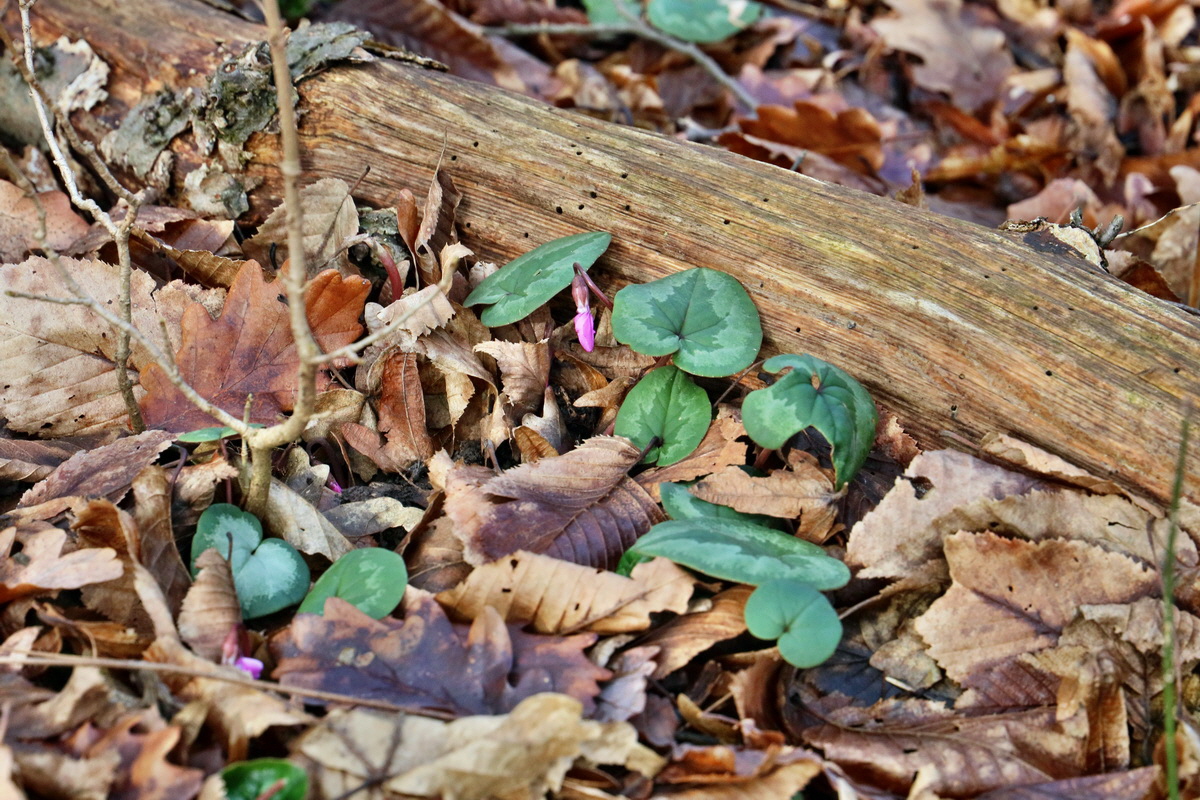 RNA-2017-02-04-00025304p_Bildgr��e �ndern