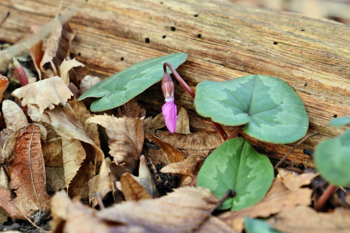 RNA-2017-02-04-00025307p_Bildgr��e �ndern