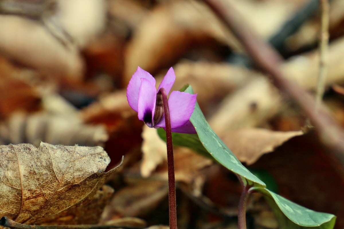 RNA-2017-02-04-00025309p_Bildgr��e �ndern