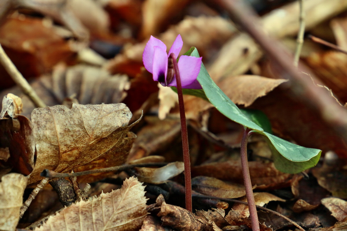 RNA-2017-02-04-00025310p_Bildgr��e �ndern