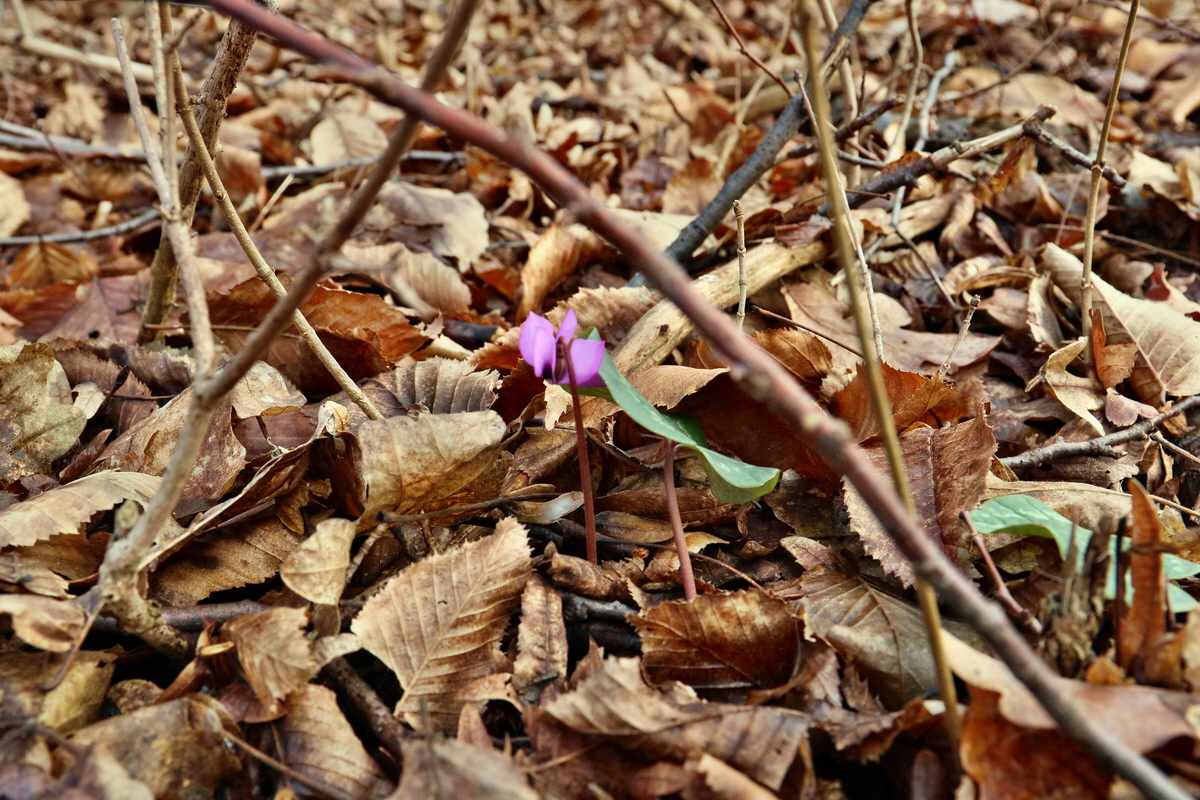 RNA-2017-02-04-00025312p_Bildgr��e �ndern