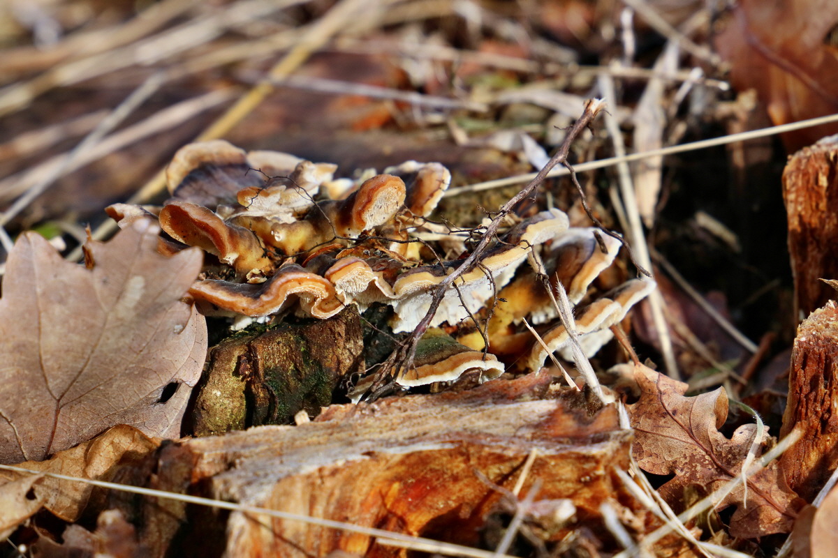 RNA-2017-02-04-00025326p_Bildgr��e �ndern