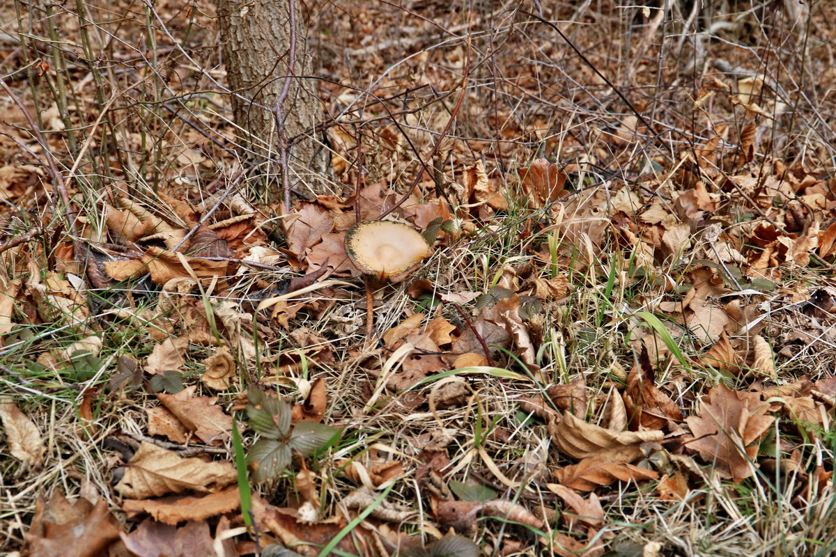 RNA-2017-02-04-00025346p_Bildgr��e �ndern