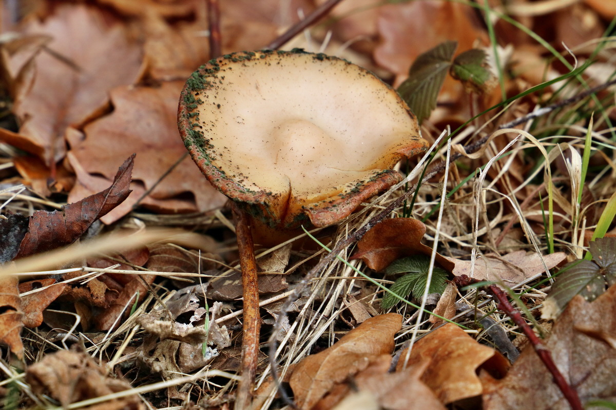 RNA-2017-02-04-00025348p_Bildgr��e �ndern