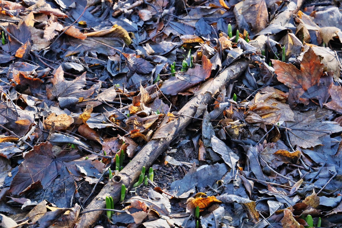 RNA-2017-02-04-00025360p_Bildgr��e �ndern