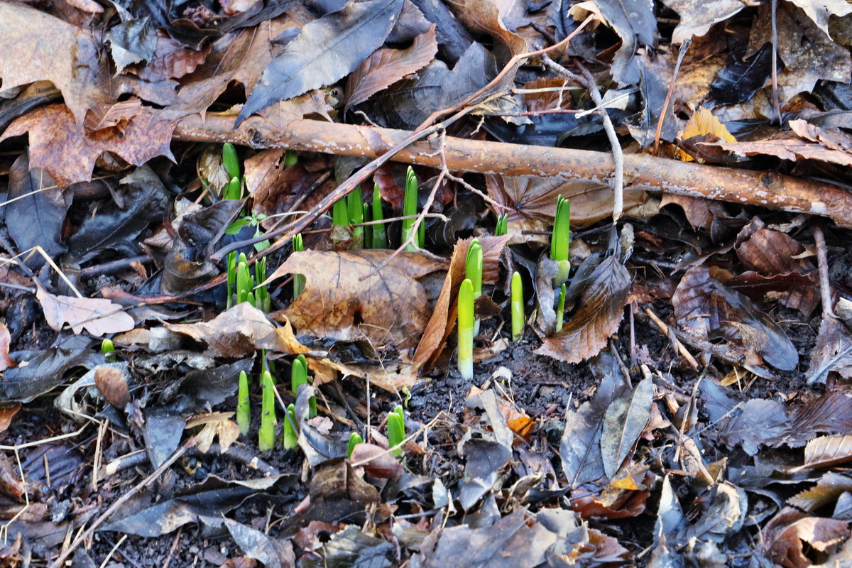 RNA-2017-02-04-00025364p_Bildgr��e �ndern