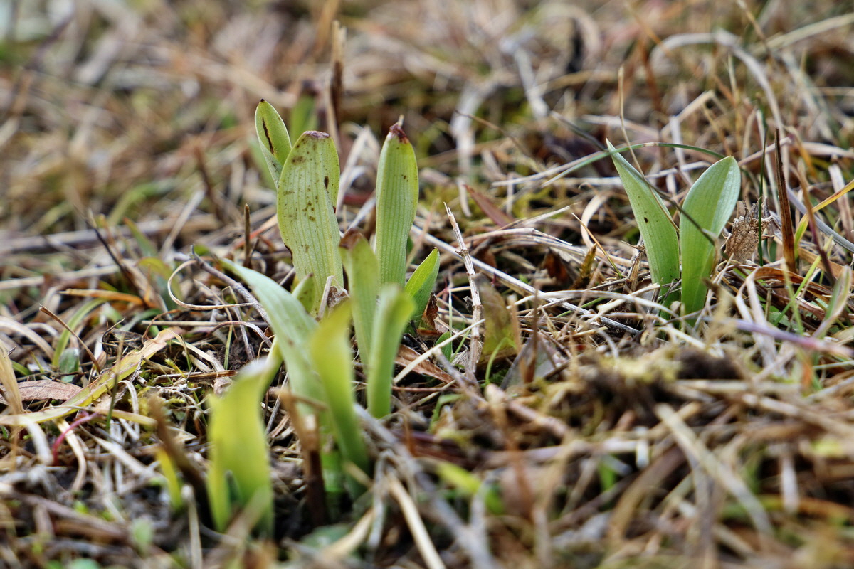 RNA-2017-02-05-00025384p_Bildgr��e �ndern