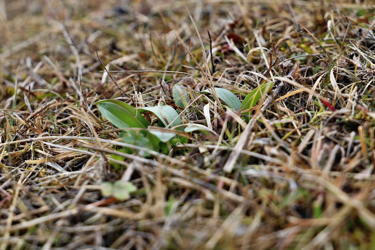 RNA-2017-02-05-00025385p_Bildgr��e �ndern