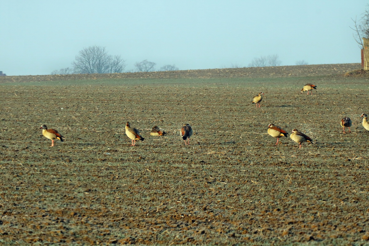 RNA-2017-02-13-00025505p_Bildgr��e �ndern