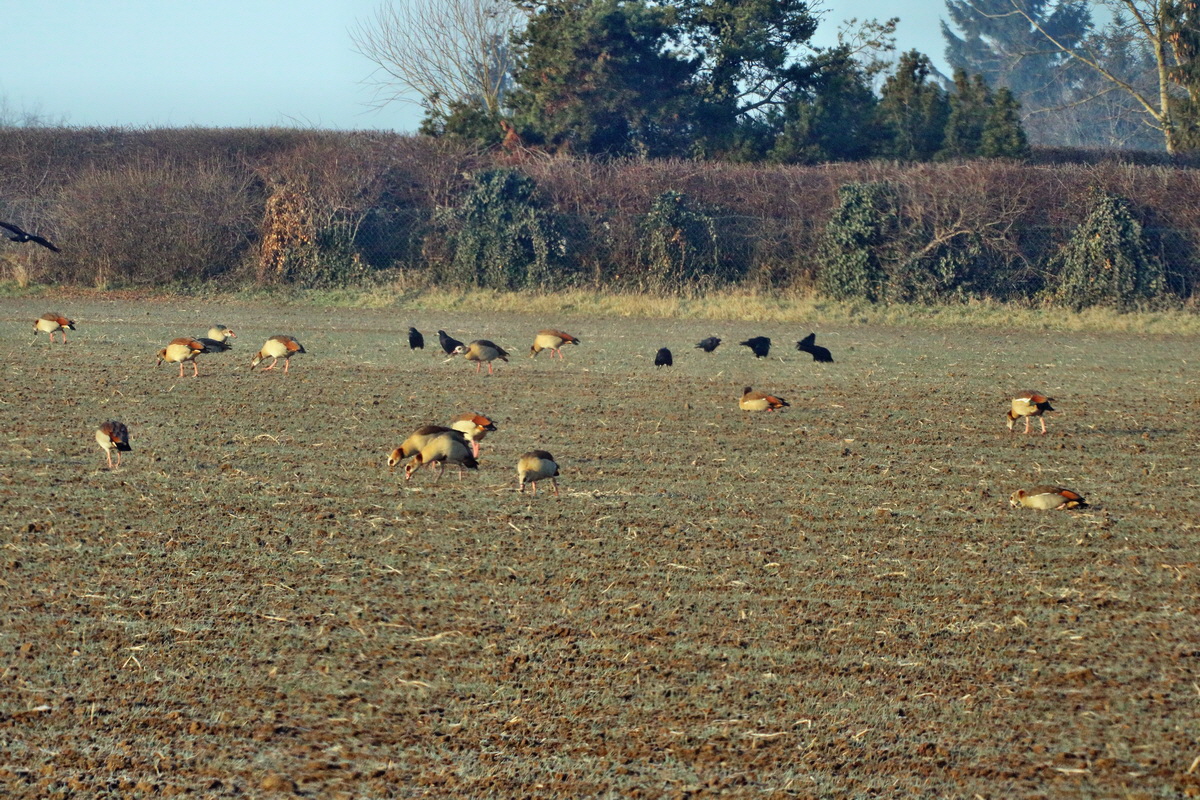 RNA-2017-02-13-00025570p_Bildgr��e �ndern