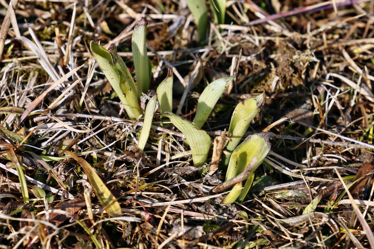 RNA-2017-02-16-00025677p_Bildgr��e �ndern