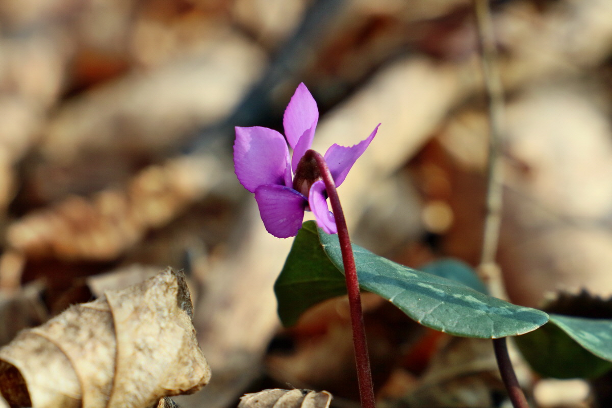 RNA-2017-02-16-00025683p_Bildgr��e �ndern