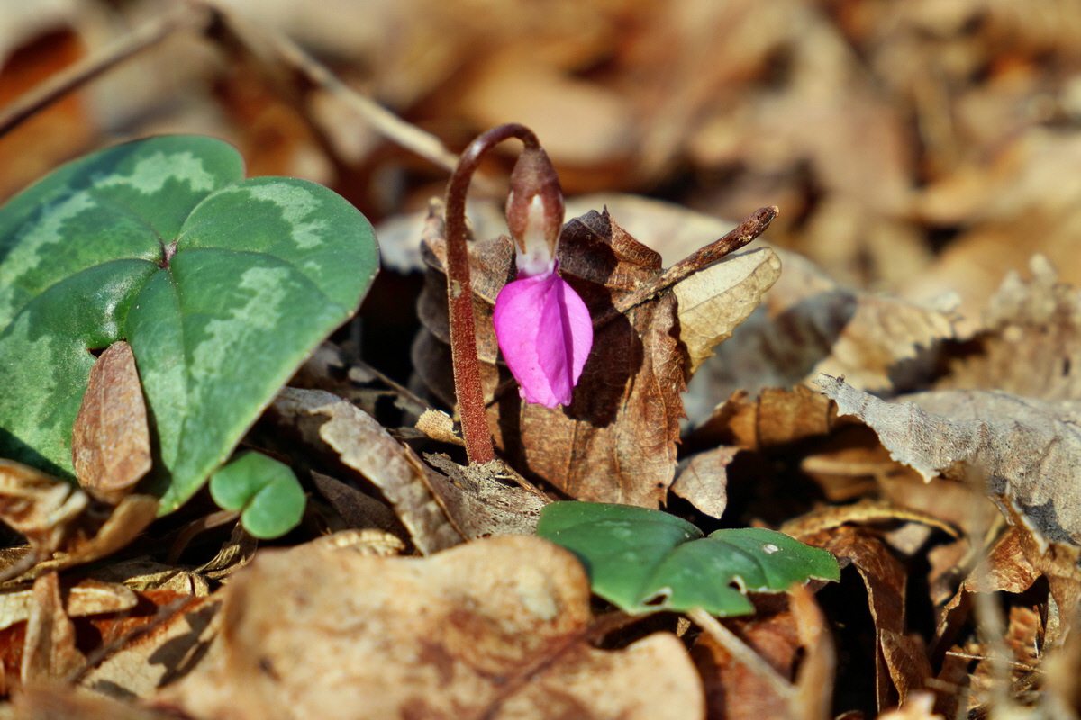 RNA-2017-02-16-00025686p_Bildgr��e �ndern