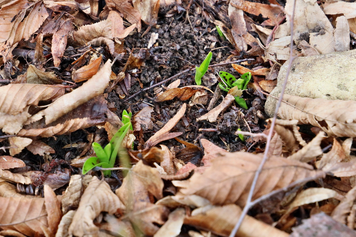 RNA-2017-02-16-00025703p_Bildgr��e �ndern