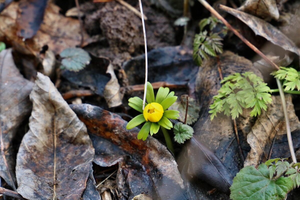 RNA-2017-02-16-00025717p_Bildgr��e �ndern