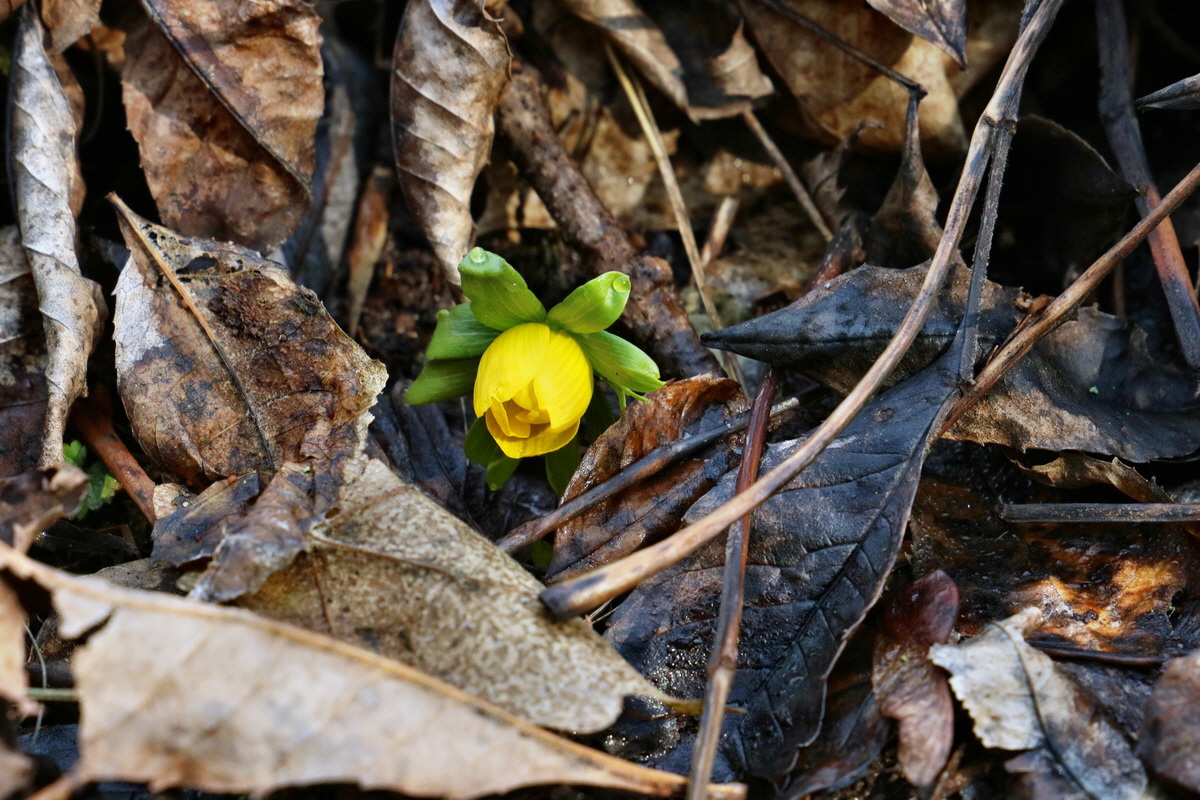 RNA-2017-02-16-00025720p_Bildgr��e �ndern