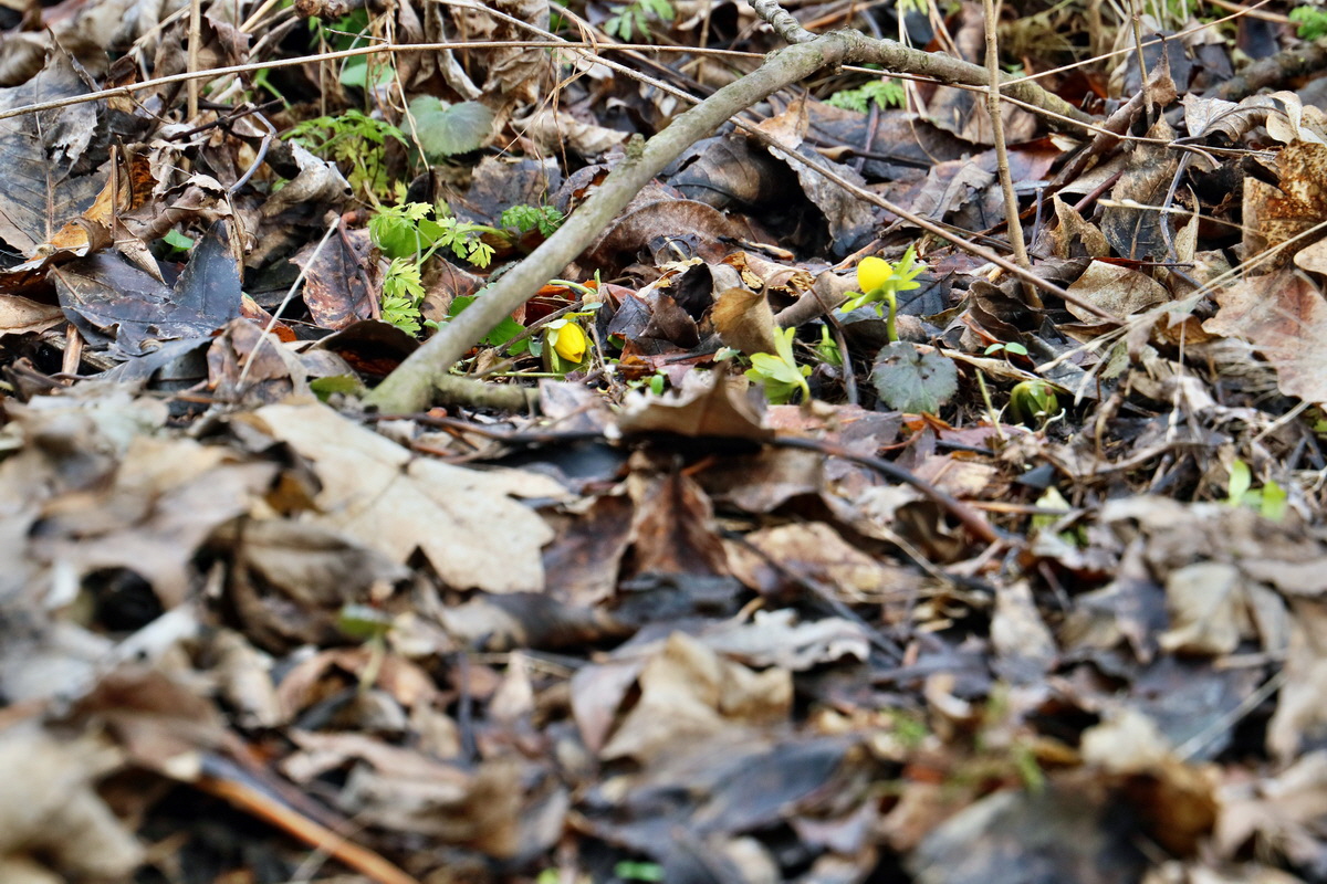 RNA-2017-02-16-00025724p_Bildgr��e �ndern