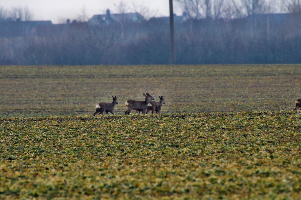 RNA-2017-02-19-00025736p_Bildgr��e �ndern