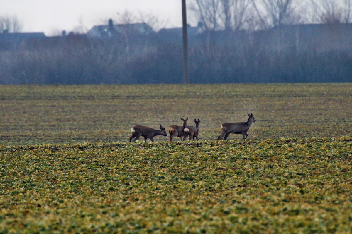 RNA-2017-02-19-00025738p_Bildgr��e �ndern