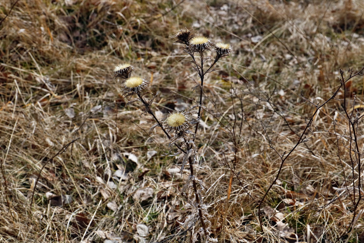 RNA-2017-02-19-00025748p_Bildgr��e �ndern