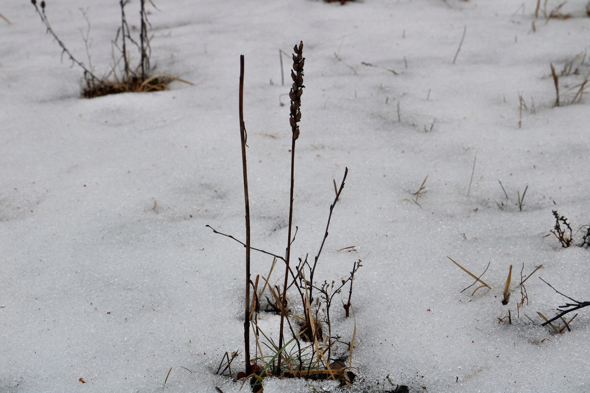 RNA-2017-02-19-00025756p_Bildgr��e �ndern