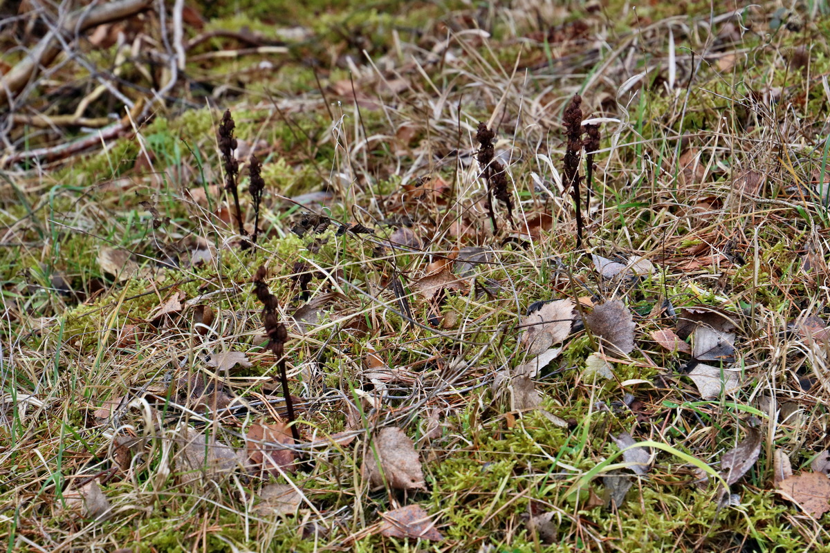 RNA-2017-02-19-00025763p_Bildgr��e �ndern