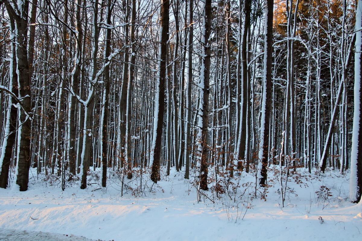 RNA-2017-01-20-00025022p_Bildgr��e �ndern