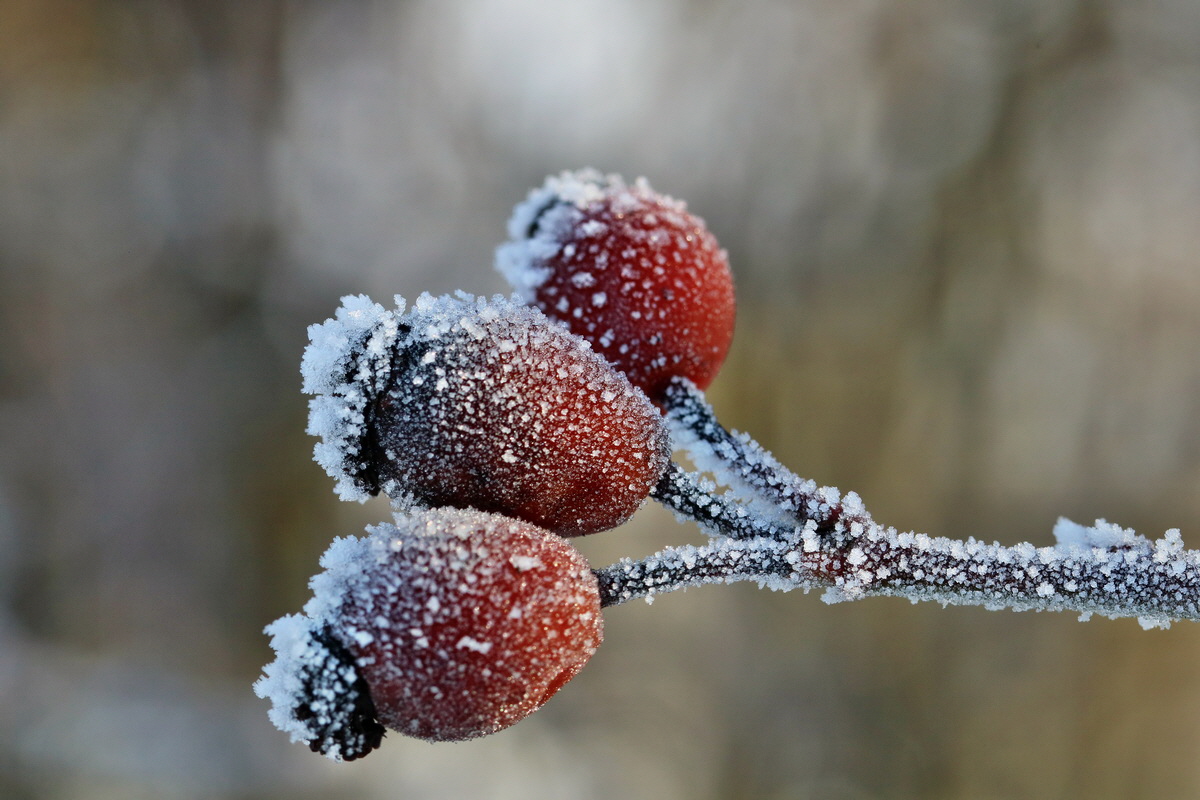 RNA-2017-01-22-00025086p_Bildgr��e �ndern