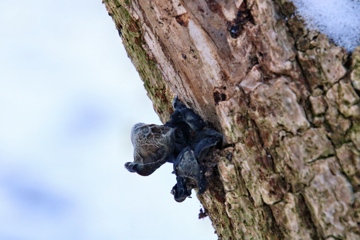 RNA-2017-01-22-00025095p_Bildgr��e �ndern