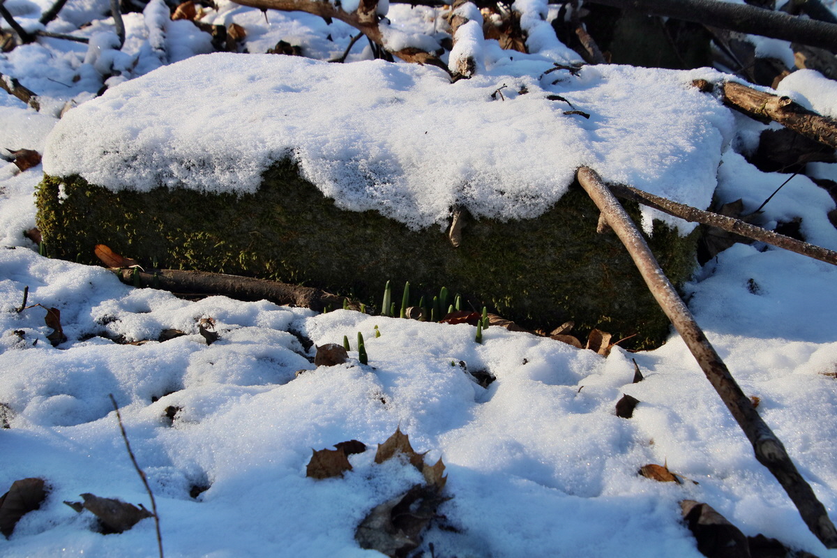 RNA-2017-01-22-00025103p_Bildgr��e �ndern