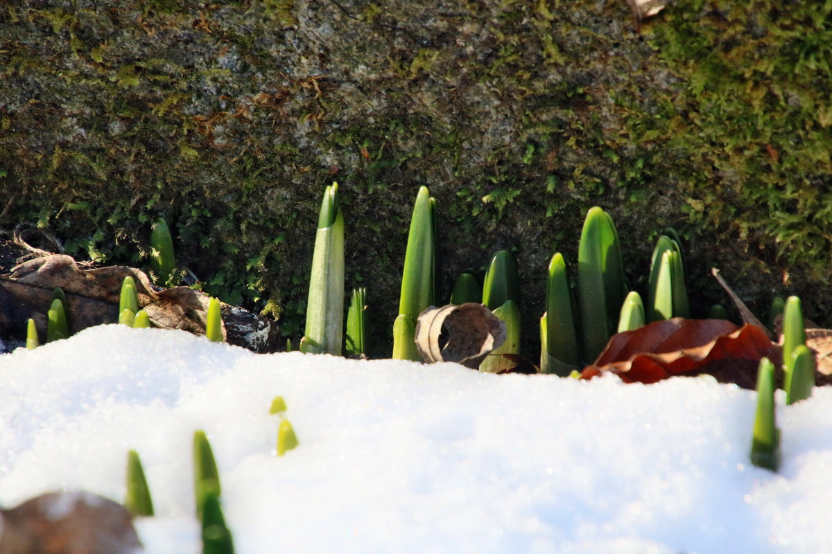 RNA-2017-01-22-00025106p_Bildgr��e �ndern