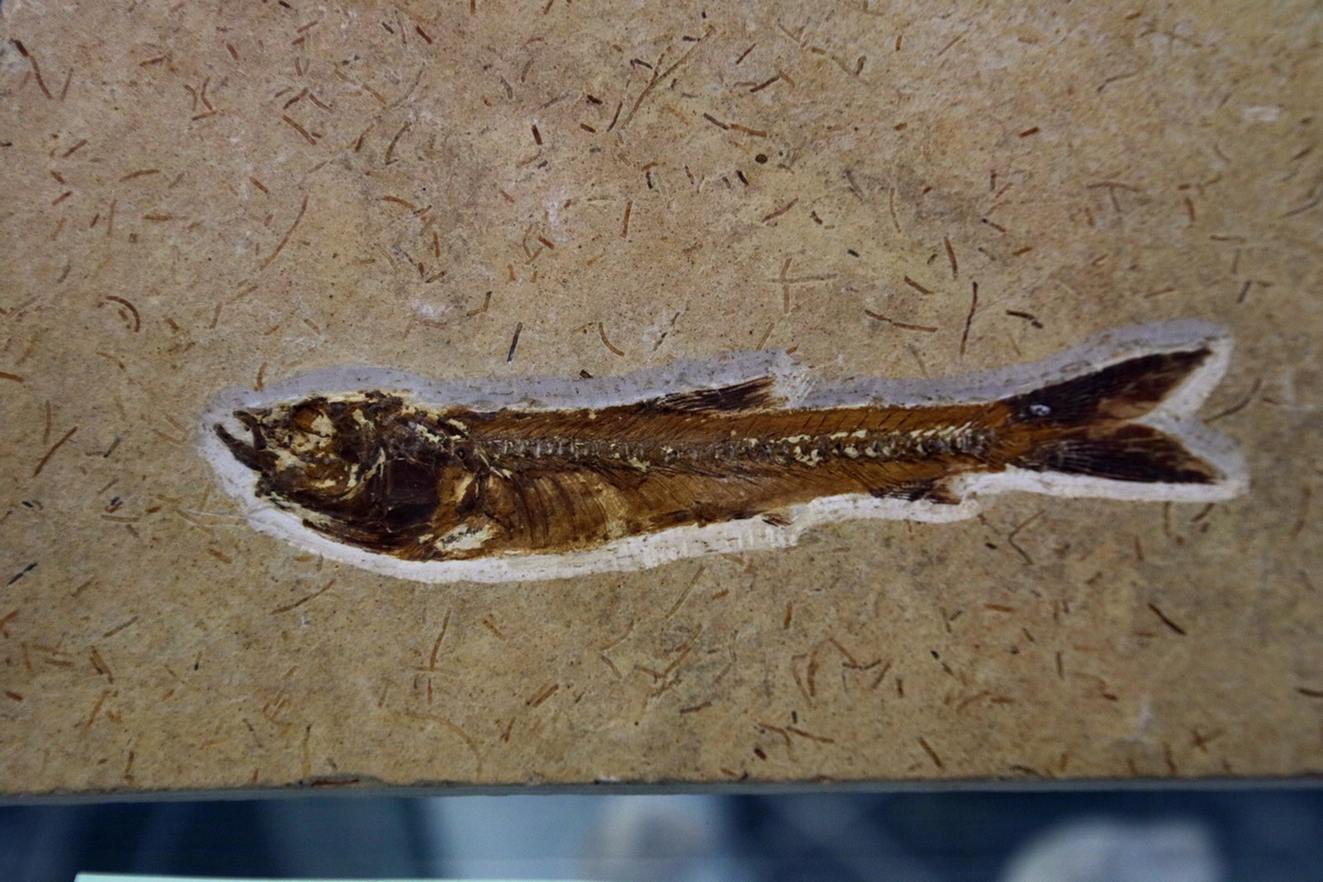 2016_09_04_027486p_Bildgr��e �ndern