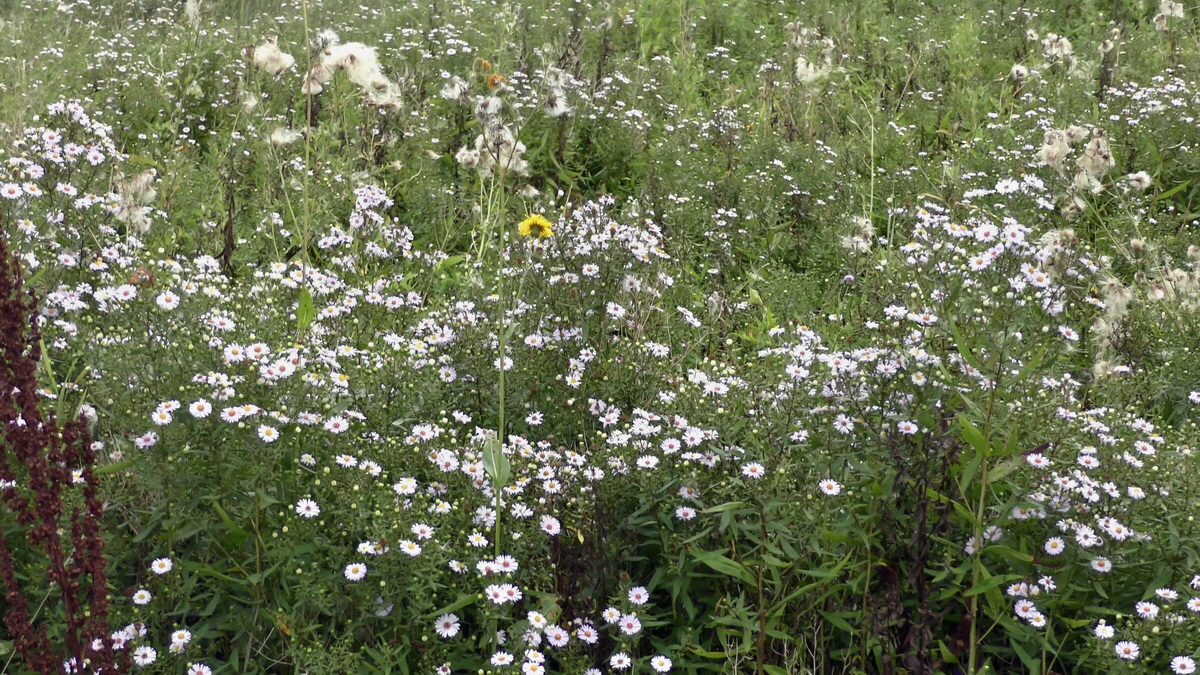 09-04-2016_120312(1)p_Bildgr��e �ndern