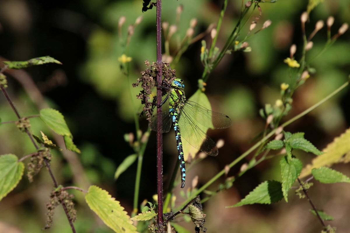 2016_09_06_027826p_Bildgr��e �ndern