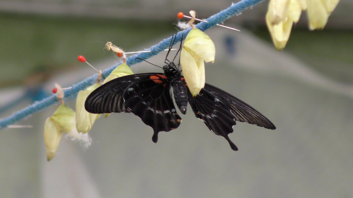 09-07-2016_143339p_Bildgr��e �ndern