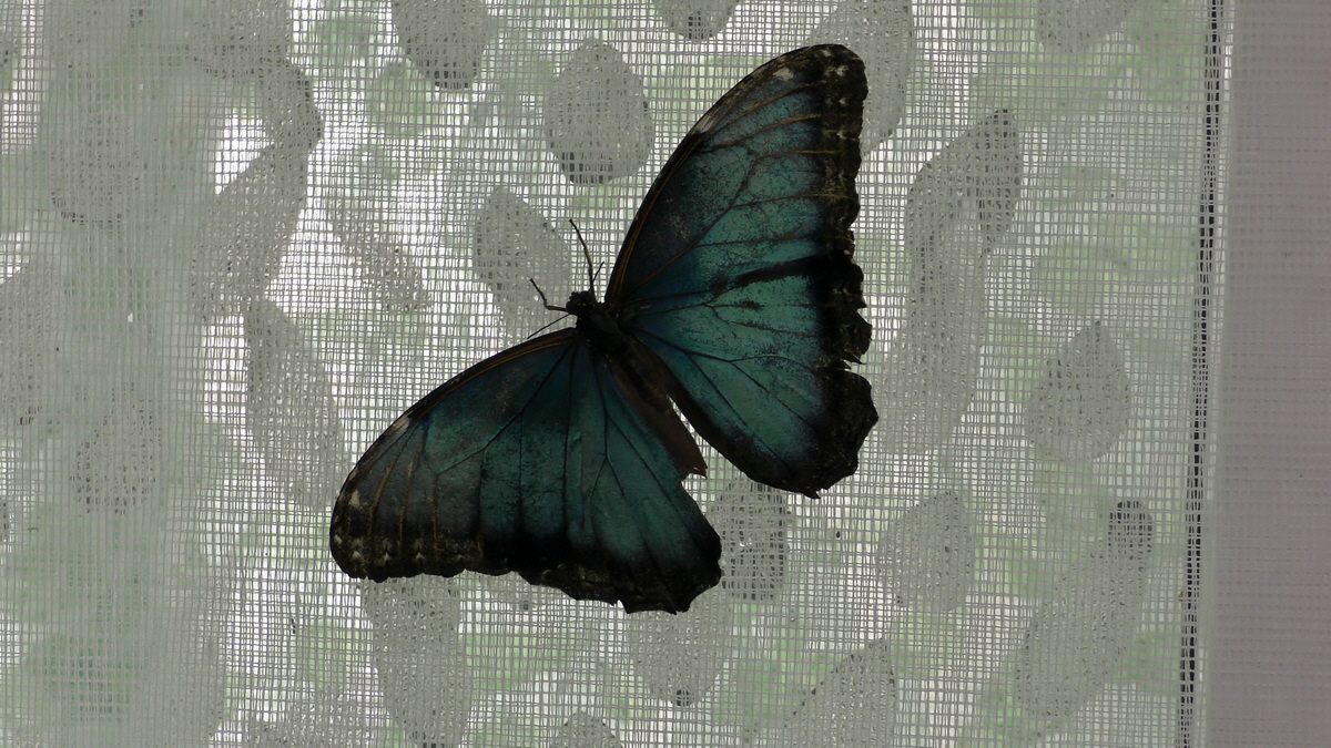 09-07-2016_143515p_Bildgr��e �ndern