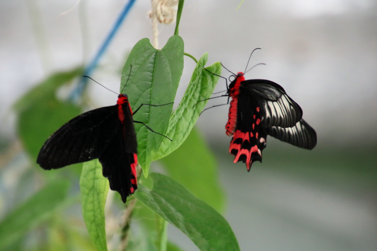 2016_09_07_027878p_Bildgr��e �ndern